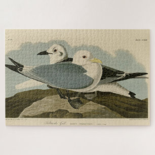 Kittiwake Gull from Audubon's Birds of America Jigsaw Puzzle