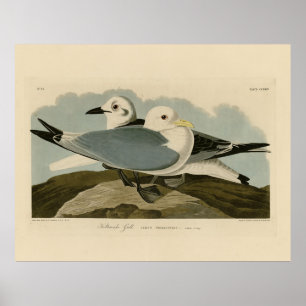 Kittiwake Gull from Audubon's Birds of America Poster