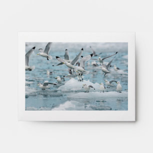 Kittiwakes Flying Envelope