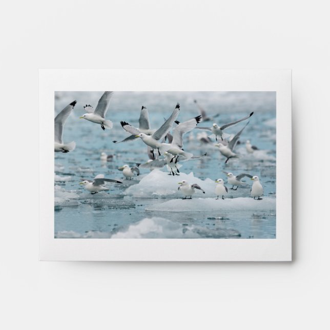 Kittiwakes Flying Envelope (Front)
