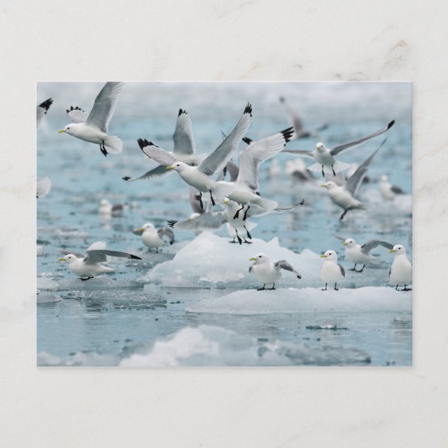 Kittiwakes Flying Postcard (Front)