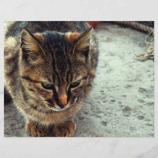 Kitty (Front)