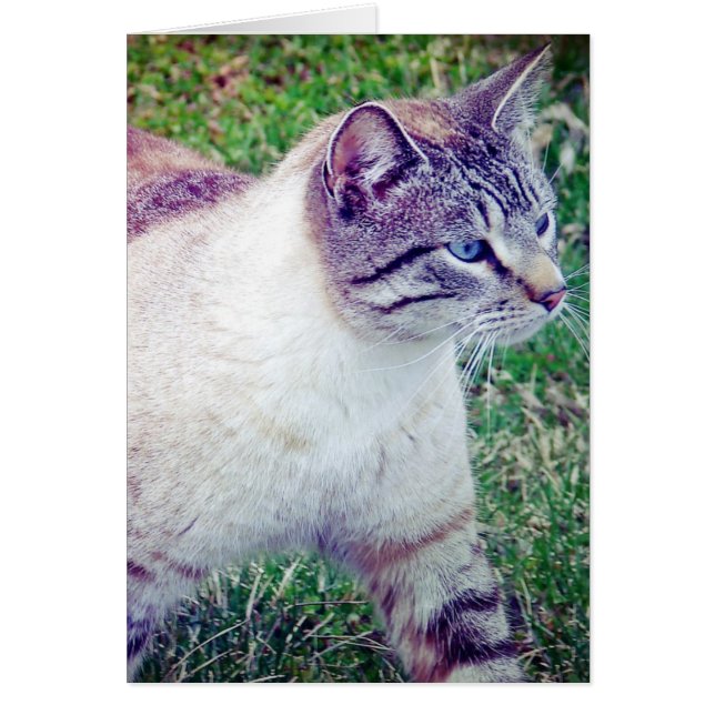 Kitty All Occasion Card (Front)