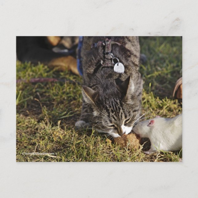 Kitty and Mousey Share a Meal Postcard (Front)