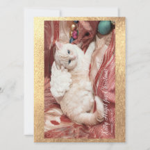 Kitty Angel for Christmas