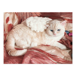 Kitty Angel Photo Print