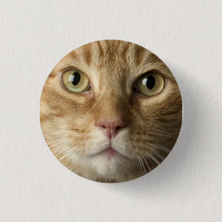 Kitty Button