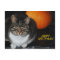 Kitty Cat And Pumpkin Happy Halloween Postcard