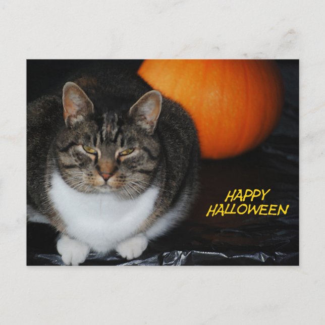 Kitty Cat And Pumpkin Happy Halloween Postcard (Front)