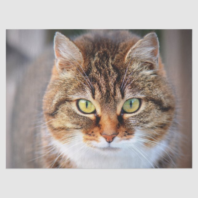 kitty cat face tissue paper (Front)