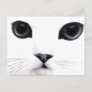 Kitty Cat Features Postcard