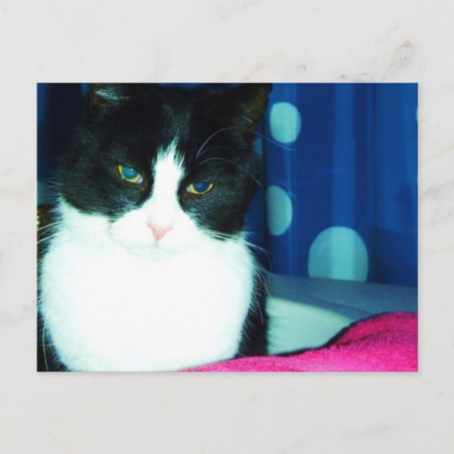 Kitty Cat Glow Postcard (Front)