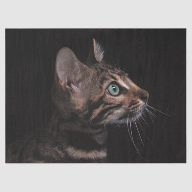 kitty cat tissue paper (Front)