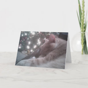 Kitty Christmas Card