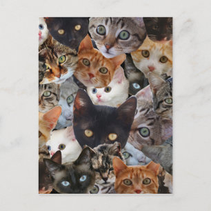 Kitty Collage Postcard