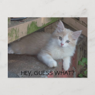Kitty -HEY, GUESS WHAT? I MISS YOU Postcard