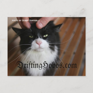 Kitty Hobo Postcard