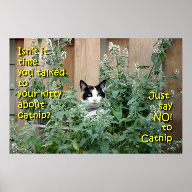 Kitty_In_Catnip Poster (Front)