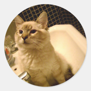kitty in sink sticker