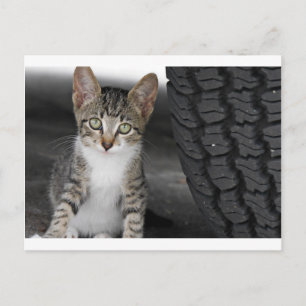 Kitty.JPG Postcard