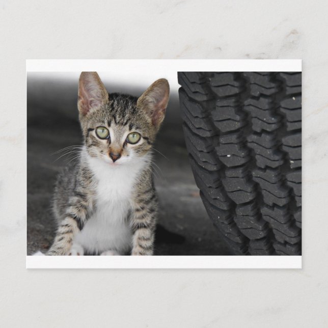 Kitty.JPG Postcard (Front)