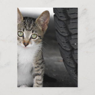 Kitty.JPG Postcard