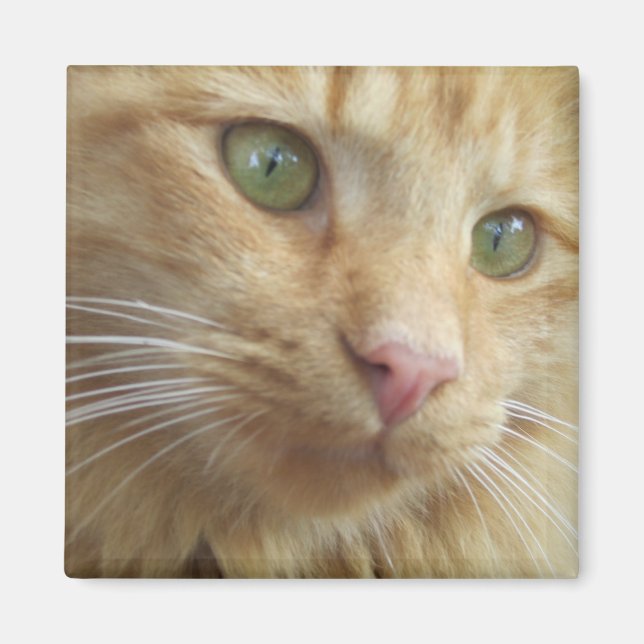 Kitty Koi Magnet (Front)