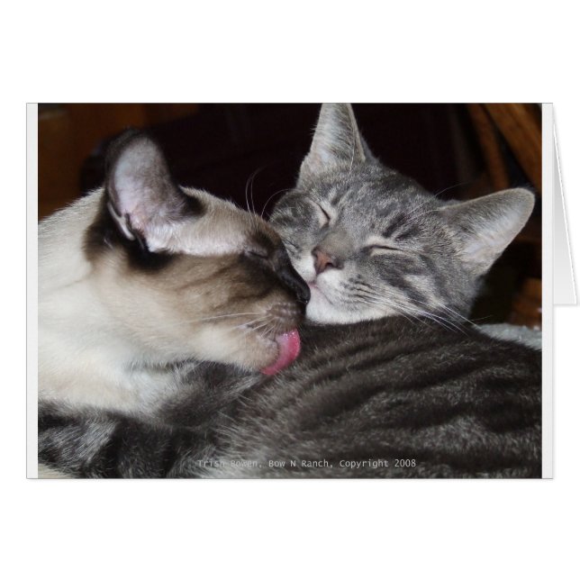 Kitty Love (Front Horizontal)