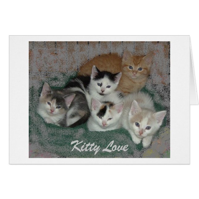 Kitty Love (Front Horizontal)