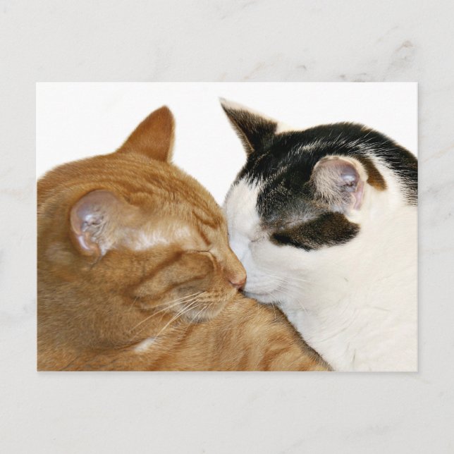 Kitty Love Postcard (Front)