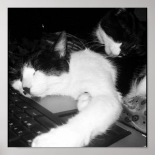 Kitty Lovings... Poster