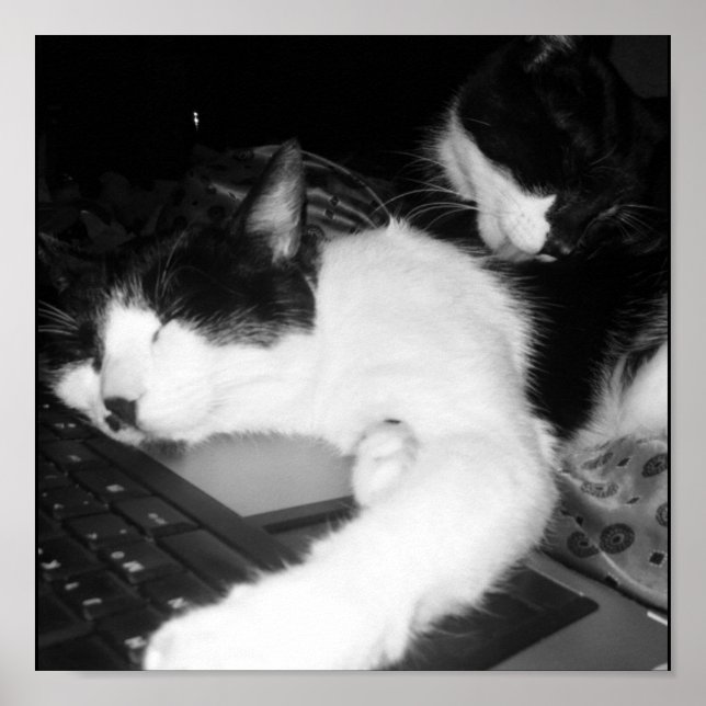 Kitty Lovings... Poster (Front)