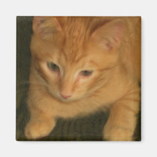 Kitty Magnet