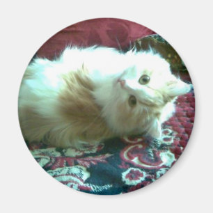 kitty magnet