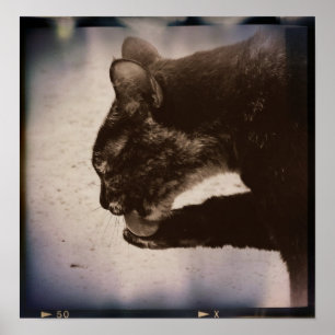 Kitty On Film, Digital Art Poster