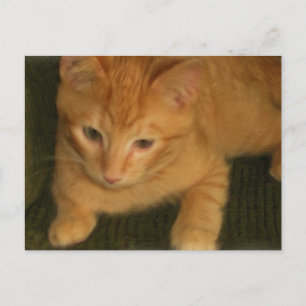 Kitty Postcard