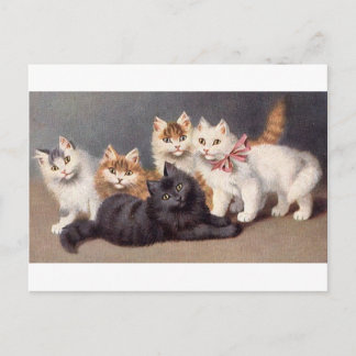 Kitty Postcard