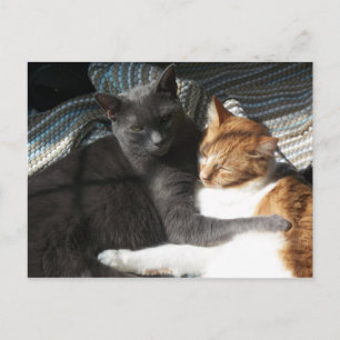 Kitty Postcard