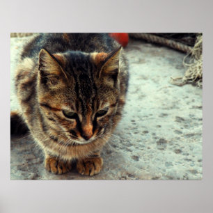 Kitty Poster