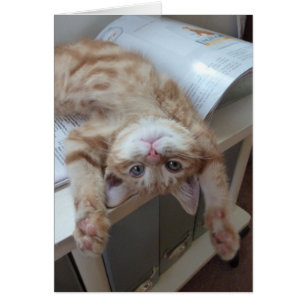 Kitty Relaxing