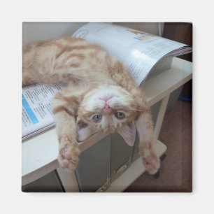 Kitty Relaxing Magnet