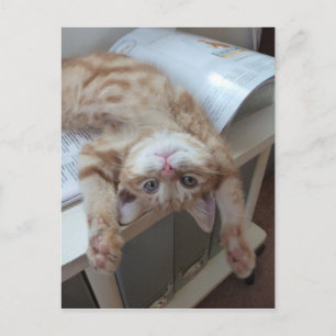 Kitty Relaxing Postcard