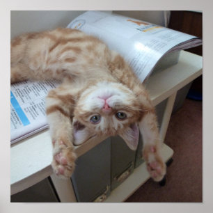 Kitty Relaxing Poster