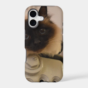 Kitty Siamese Cute Cat Pet Purr Meow Destiny