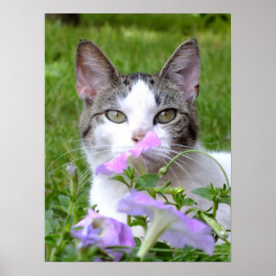 Kitty Smelling The Flowers Poster
