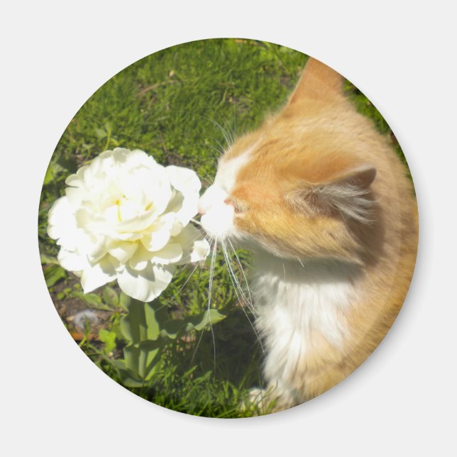 Kitty smells the flower magnet (Front)