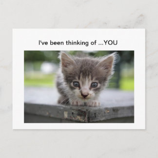 kitty thinking of you postcard