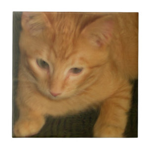 Kitty Tile