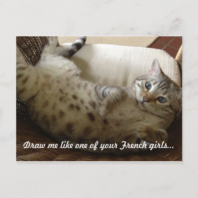 Kitty Titanic Quote Postcard (Front)