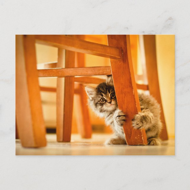Kitty Under Chair Postcard (Front)